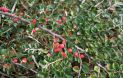 Кизильник горизонтальный (Cotoneaster horizontalis)